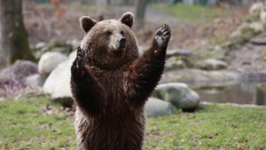 Abermals Braunbär in Bayern nachgewiesen