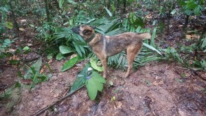 Suchhund nach Rettung von Kindern aus Dschungel verschwunden