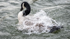 Vogelgrippe an Gans in Frankfurt nachgewiesen