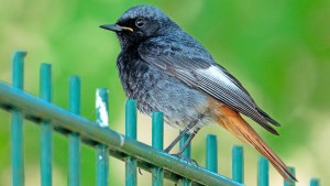 Der Hausrotschwanz ist der Vogel des Jahres