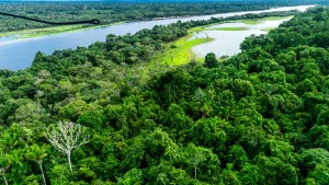 Amazonas-Staaten suchen nach einem Rettungsplan für den Regenwald