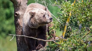 Bären-Verdacht im Allgäu: Experten finden keine Spuren