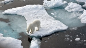 Eisbär greift deutschen Forscher an