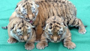 Zoodirektor für Tötung von Tigerbabys verwarnt