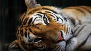 Tigerpopulation wächst erheblich