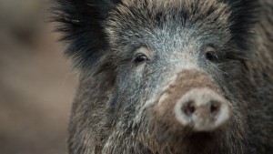 Weiterer Fall von Schweinepest entdeckt