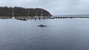 Buckelwal entlang der deutschen Ostseeküste gesichtet