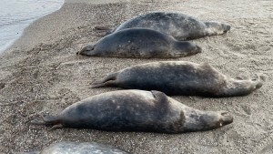 Dutzende Robben in der Ostsee ertrunken