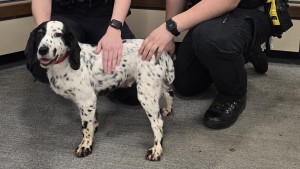 Polizei findet vor acht Jahren gestohlenen Hund