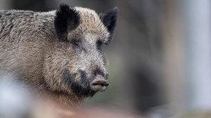 Wie die Afrikanische Schweinepest eingedämmt werden soll