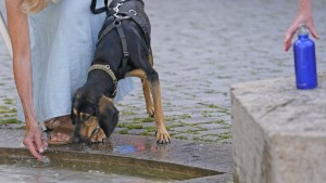 Erderwärmung seit einem Jahr über 1,5 Grad