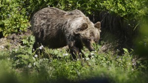 Bär in Kroatien verletzt Spaziergänger