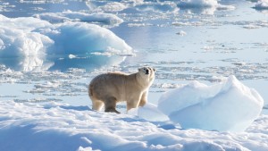 Einsame Eisbären, die dem Klimawandel trotzen?