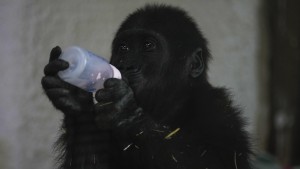 Gorillababy an Istanbuler Flughafen aufgegriffen