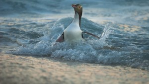 Seltener Pinguin ist Neuseelands Vogel des Jahres