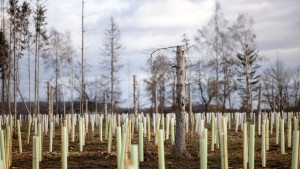 Können Staaten rechtlich zum Klimaschutz verpflichtet werden?