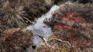 Lemke will mit Mooren und Wäldern CO2 binden