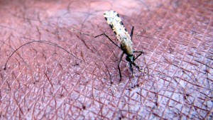 BioNTech kämpft gegen Malaria