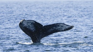 Seltener Buckelwal in der südlichen Nordsee gesichtet