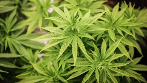 Das sind die neuen Regeln für Cannabis