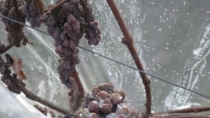 Eiswein an der Hessischen Bergstraße gelesen