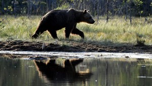 Landrat fordert vereinfachten Abschuss von Bären und Wölfen