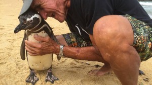 Pinguin schwimmt tausende Kilometer zurück zu Retter