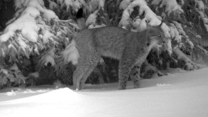 Der Luchs ist zurück im Thüringer Wald