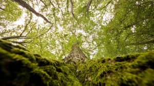 Kann der deutsche Wald beim Erreichen der Klimaziele helfen?