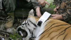 Putins Tiger reißt fünfzehn chinesische Ziegen