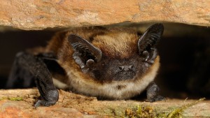 Wie die Alpenfledermaus