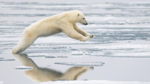 Wanderer im kalten Polar