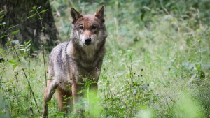 Jagd auf Wolf soll erlaubt werden