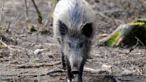 Investor will Jagdschloss Luitpoldhöhe kaufen