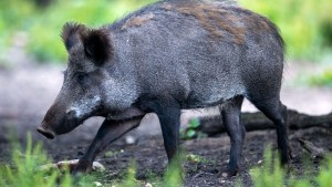 Welche Folgen die Schweinepest hat