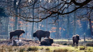 Impfung gegen Blauzungenkrankheit beginnt im Mai