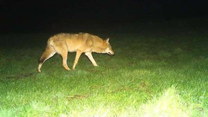 Nun ist der Wolf auch im Vogelsberg wieder zu Hause