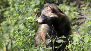 Im neuen Gehege sind die Tiere friedlich