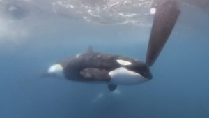 Wieder eine Orca-Attacke auf Teilnehmer der Segelregatta