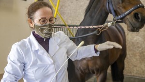 Tödliche Seuche unter Pferden