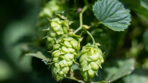 Hopfenbauern befürchten schlechte Ernte