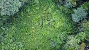 Kinder nach Flugzeugabsturz im Regenwald gefunden