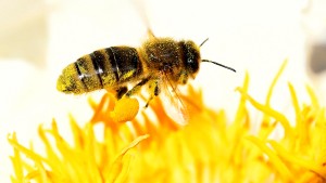 Wie schlimm steht es wirklich um die Bienen?