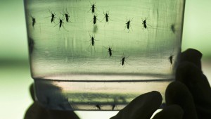 Zika-Epidemie stellt Forscher vor Rätsel