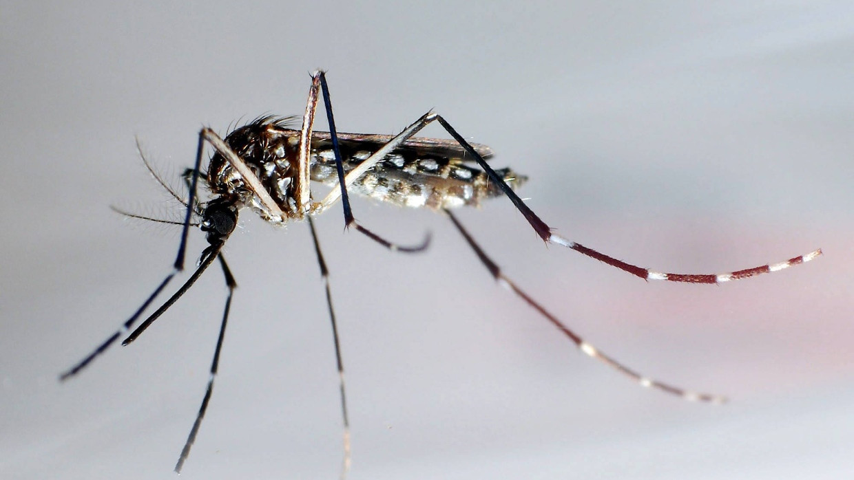 Der Moskito „Aedes aegypti“, Überträger verschiedener gefährlicher Viruserkrankungen.