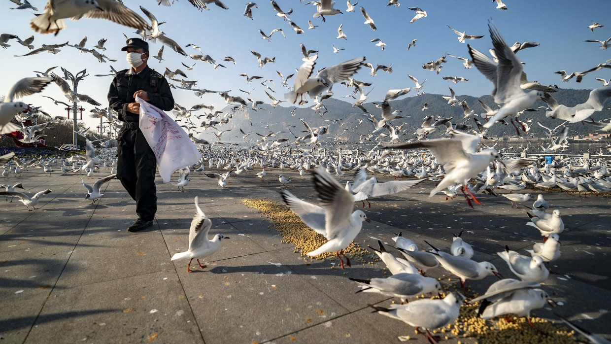 Ein Mitarbeiter der Kommunalbehörden trägt einen Mundschutz beim Füttern einer Schar von Lachmöwen am Ufer des Dian Chi Sees in Kunming, China.