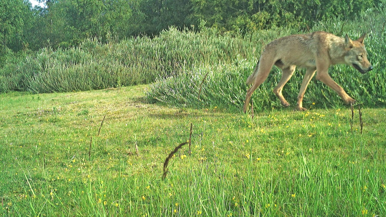 Auf der Pirsch: Dieser Wolf wandert auf der Insel Norderney in für ihn sonst eher unbekannten Gefilden. Offenbar kann er auch schwimmen