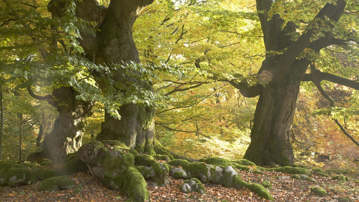 Manche sehen hier nur einen Wald, Jeremy Rifkin sieht ein resilientes Ökosystem.