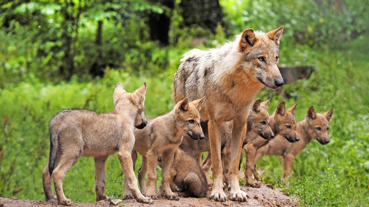 Vermehren sich im fleißig: Auch im Oestrich-Winkeler Wald hat es schon einige Wolfswelpen gegeben.