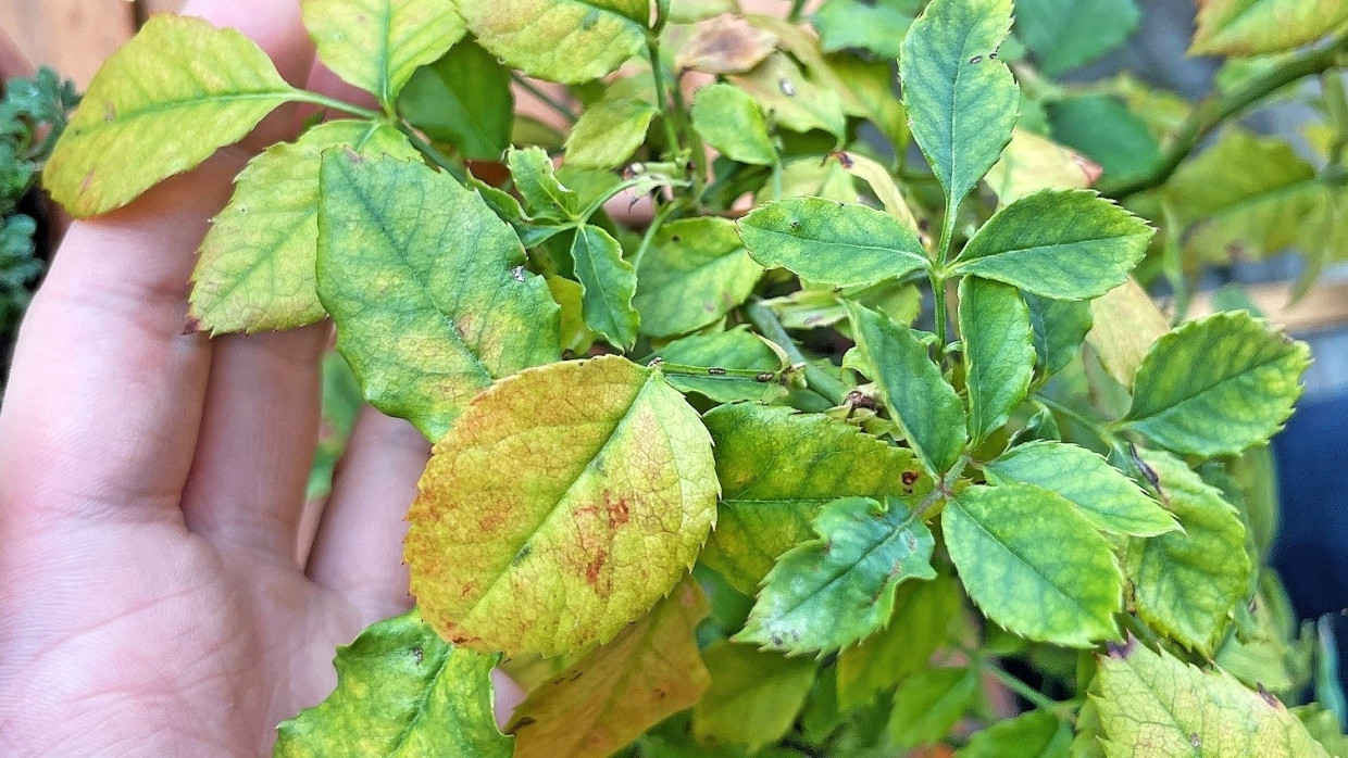 Diagnose Nährstoffmangel: Unsere Rose braucht eine Frischekur.